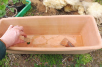 Erdbeerpflanzung, Schritt 1