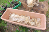 Erdbeerpflanzung, Schritt 2