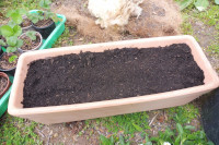 Erdbeerpflanzung, Schritt 3