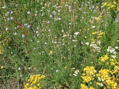 Ansicht Wildblumenwiese