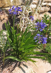 Abbildung Agapanthus