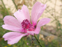 Abbildung Althea cannabina