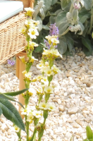 Abbildung Sisyrinchium striatum