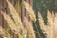 Abbildung Calamagrostis brachytricha