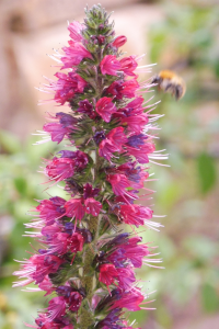 Abbildung Echium russicum
