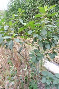 Abbildung Rhamnus frangula