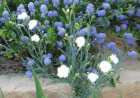 Abbildung Dianthus plumarius