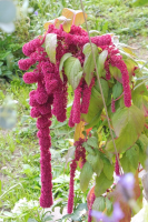 Abbildung Amaranthus caudatus