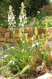 Abbildung Galtonia candicans