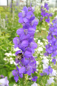 Abbildung Consolida ajacis