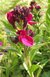 Abbildung Erysimum cheiri