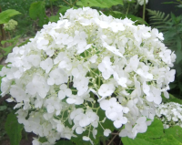 Abbildung Hydrangea arborescens