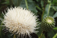 Abbildung Klasea bulgaria