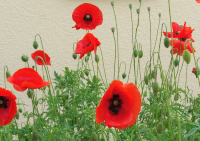 Abbildung Papaver rhoeas