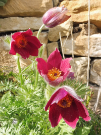 Abbildung Pulsatilla vulgaris