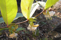 Abbildung Lonicera purpusii
