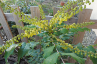 Abbildung Mahonia japonica