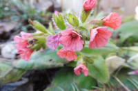 Abbildung Pulmonaria rubra