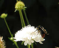 Abbildung Scabiosa ochroleuca