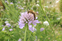Abbildung Scabiosa columbaria
