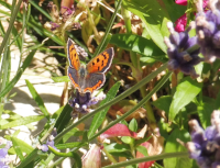 Abbildung Lycaena phlaeas