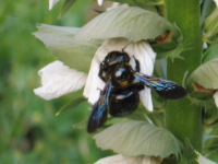 Abbildung Xylocopa violacea