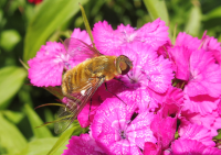 Abbildung Villa hottentotta