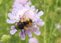 Abbildung Tachina fera
