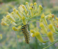 Abbildung Papilio machaon