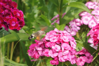 Abbildung Macroglossum stellatarum