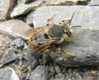 Abbildung Anthidium manicatum